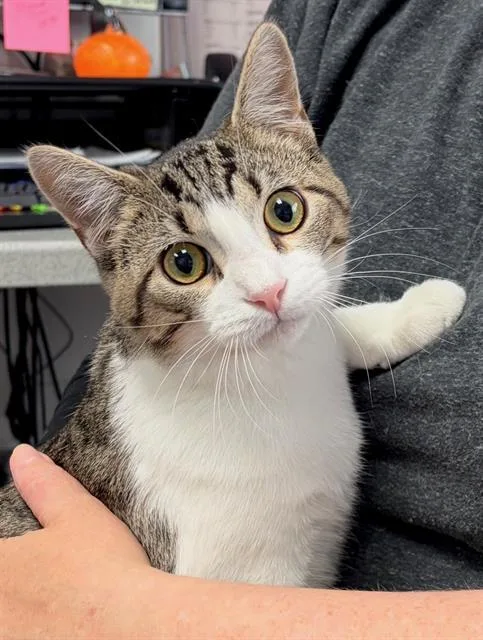 A baby small-sized male Domestic Short Hair cat named Karl for adoption in Canfield, OH