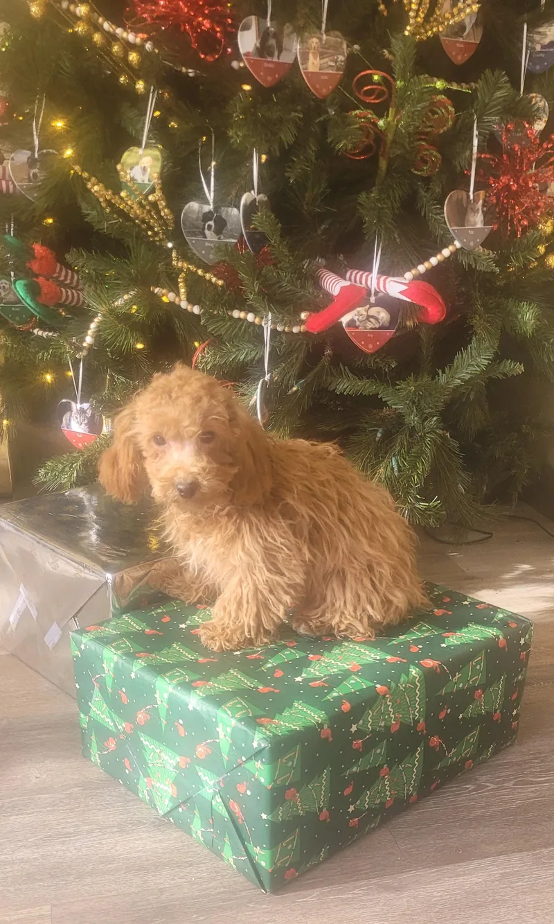 Rudolph Or Dasher Pure thumbnail 2