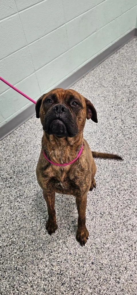 A young large-sized female Bullmastiff dog named Callie for adoption in Athens, TN