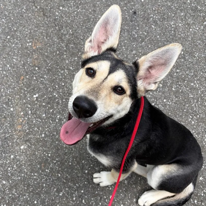 A baby medium-sized female Husky dog named Spirit Sweetheart for adoption in Grass Valley, CA