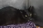 An adult medium-sized female Black Domestic Short Hair cat named Tippy for adoption in House Springs, MO