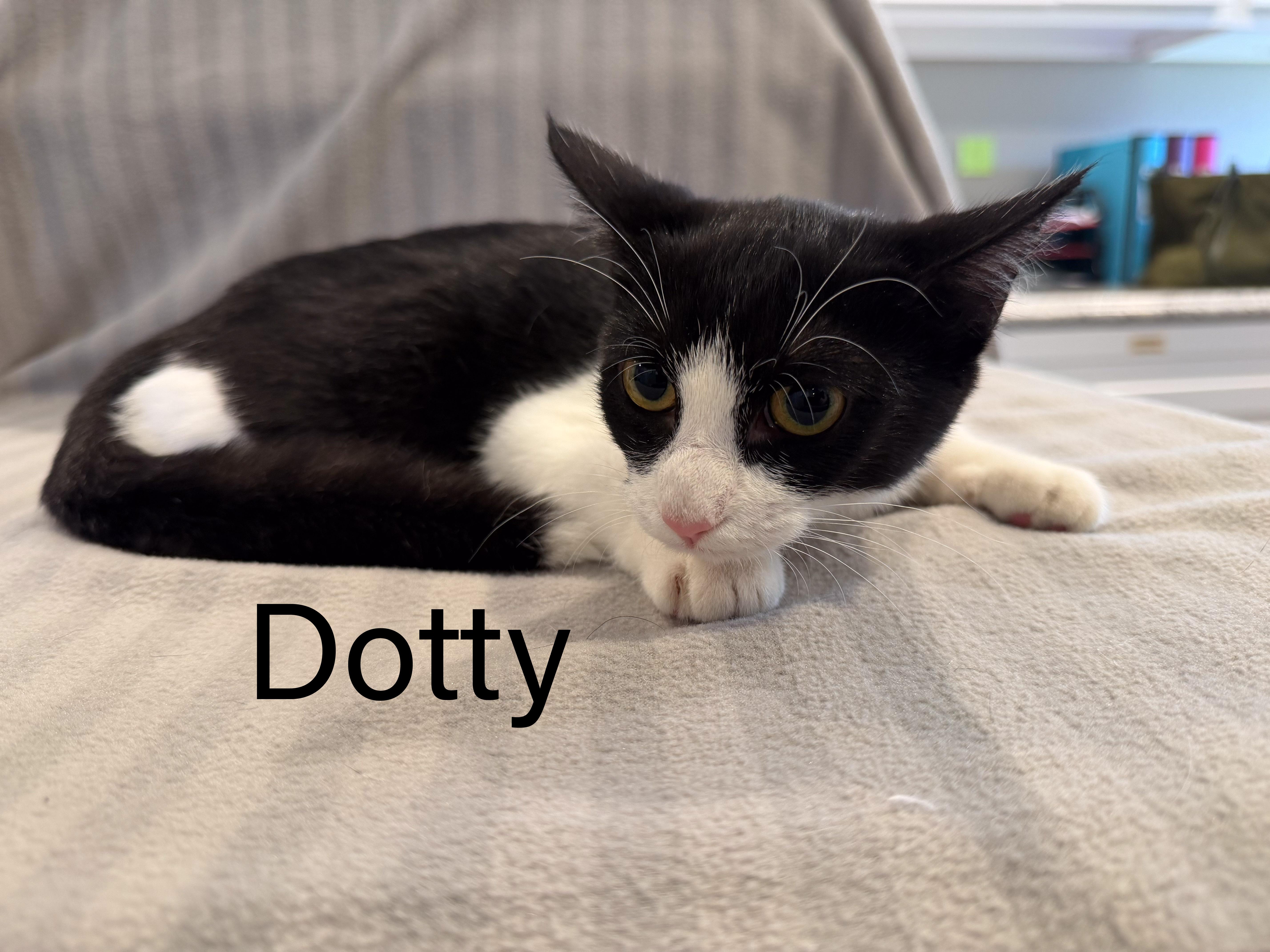 A baby small-sized female Domestic Short Hair cat named Dotty for adoption in Bloomsdale, MO
