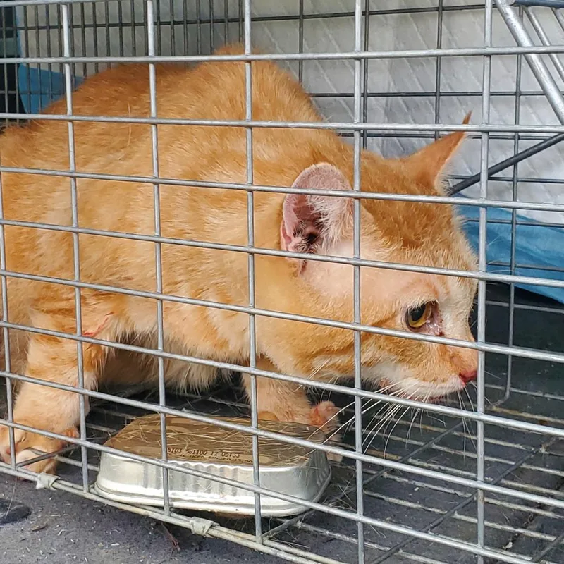 A senior small-sized male Orange / Red Domestic Short Hair cat named Pumpkin for adoption in Kansas City, MO