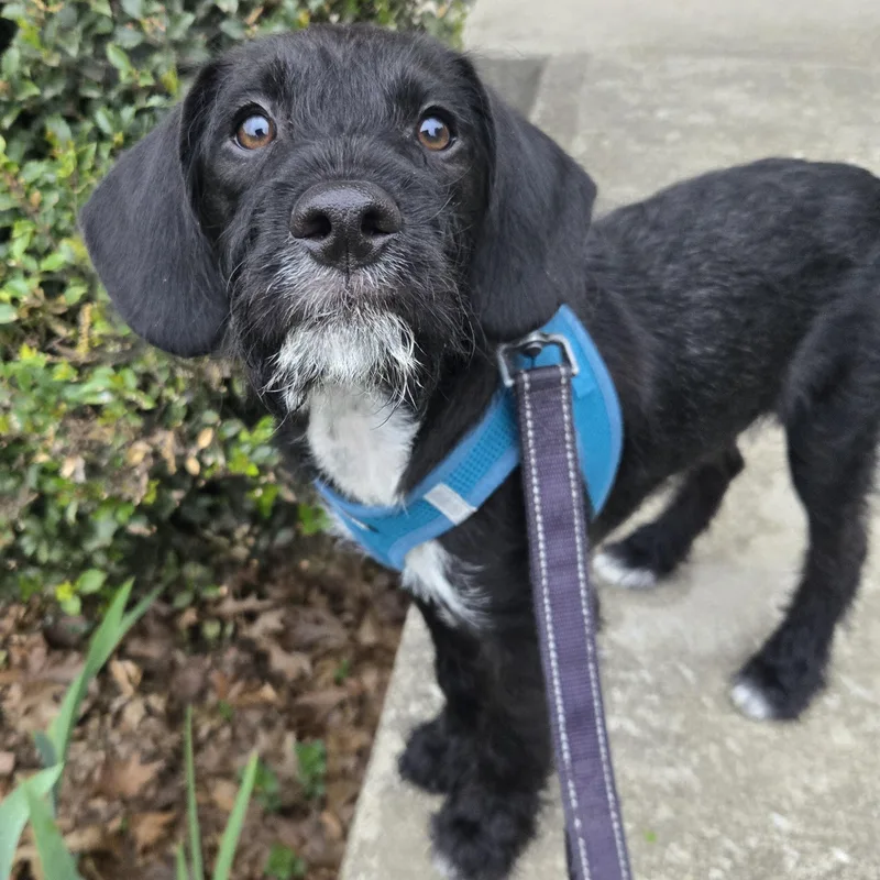 A baby medium-sized male Black Beagle dog named Marvin for adoption in Richmond, KY