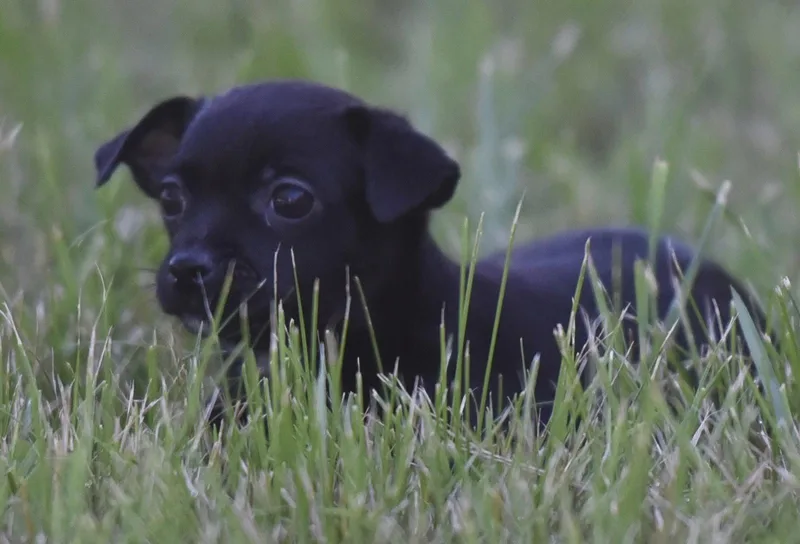 A baby small-sized female Chihuahua dog named Tamsin for adoption in Mechanicsburg, PA