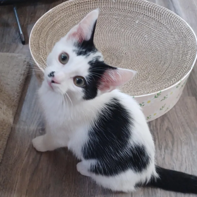 A baby small-sized male White Domestic Short Hair cat named Pella for adoption in Rochester, MN