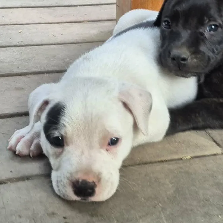 A baby medium-sized male White / Cream American Staffordshire Terrier dog named Biggie Smalls for adoption in West Richland, WA