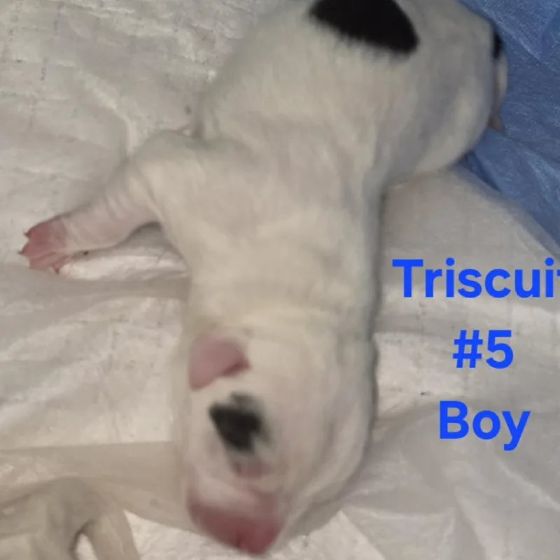 Biggie Smalls thumbnail 2