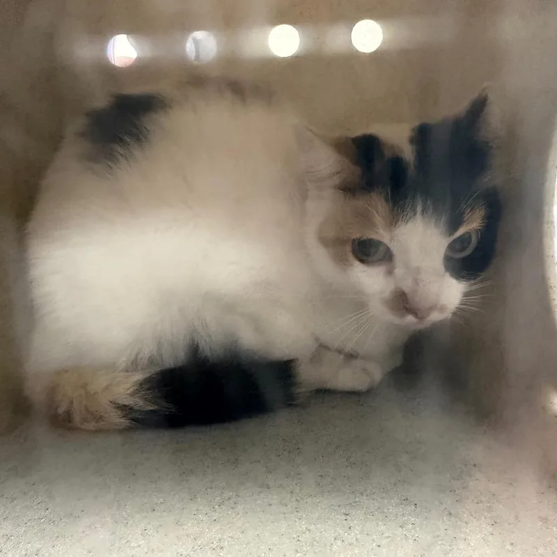 An adult medium-sized female Calico Domestic Short Hair cat named Moxie for adoption in Bryan, TX