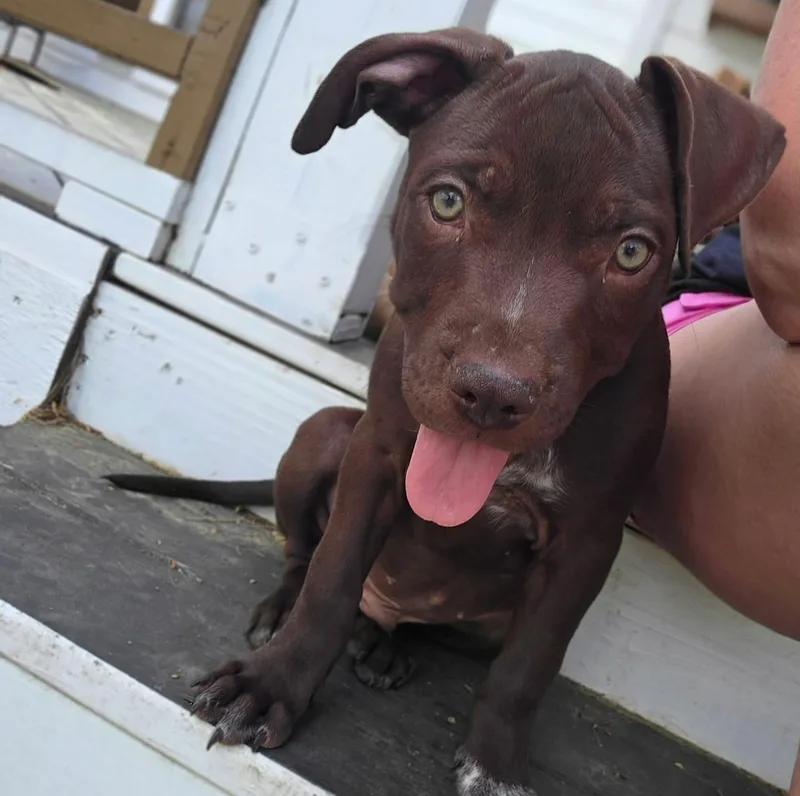A baby medium-sized male Brown / Chocolate American Staffordshire Terrier dog named Gus for adoption in Salem, NH