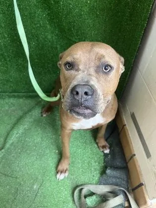 A baby small-sized female Pit Bull Terrier dog named River for adoption in Gainesville, FL