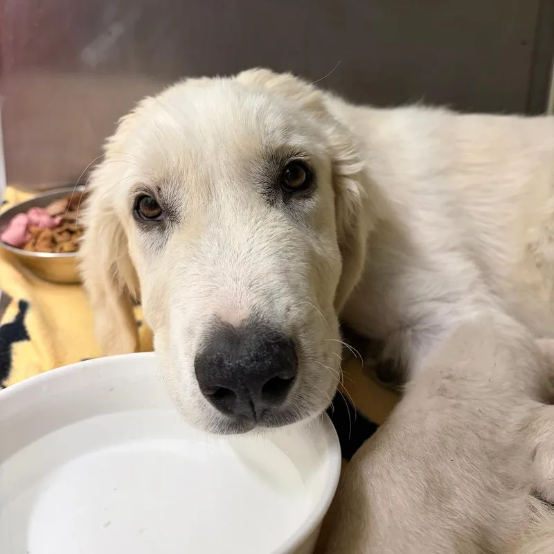 A baby medium-sized male White / Cream Great Pyrenees dog named Polar Oso for adoption in Austin, TX