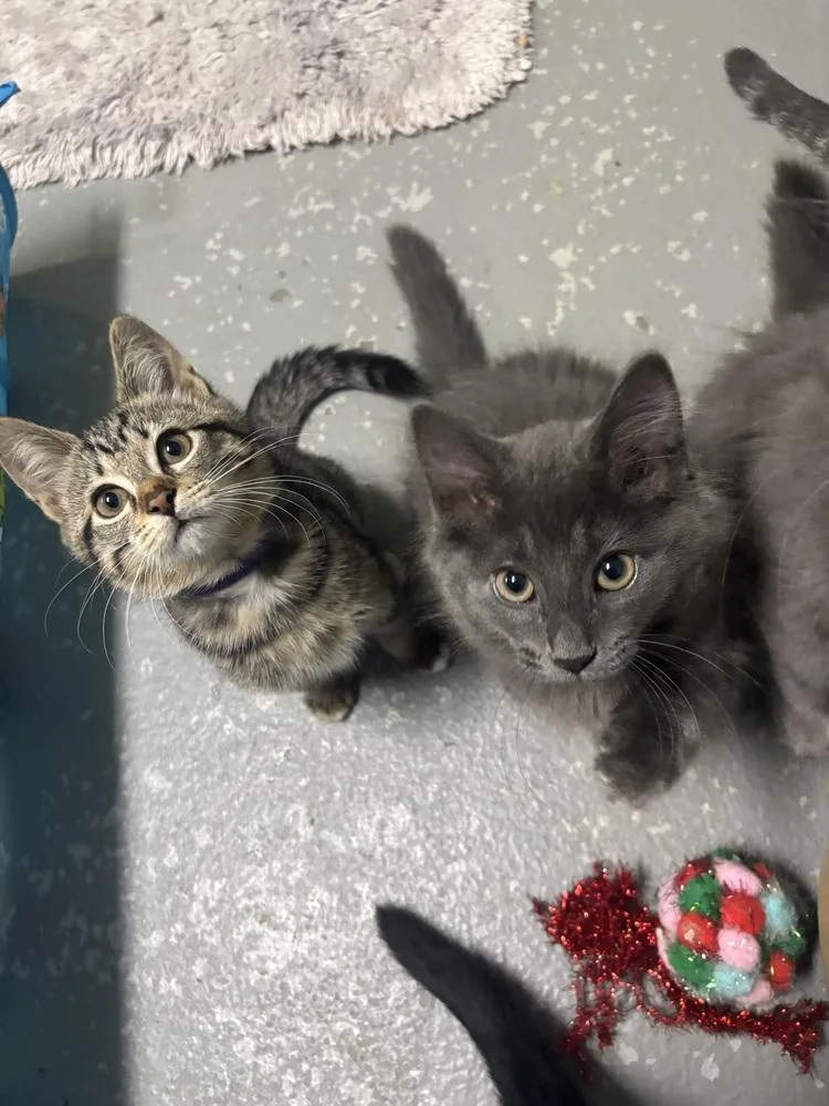 An adult large-sized female Gray / Blue / Silver Domestic Medium Hair cat named Tobasco for adoption in Muskegon, MI