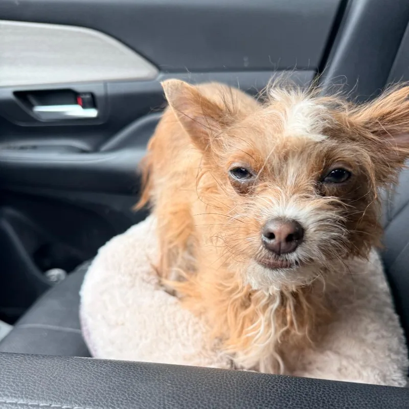 A young small-sized female Yorkshire Terrier dog named Miso for adoption in Sacramento, CA