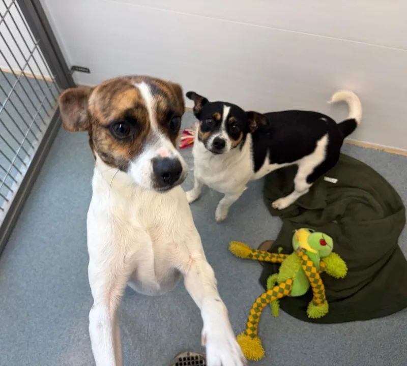 A young medium-sized male Fox Terrier dog named Louie for adoption in Portland, IN