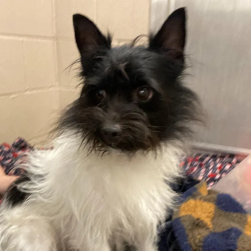 An adult small-sized male White / Cream Wirehaired Terrier dog named Scruffy for adoption in Muncie, IN