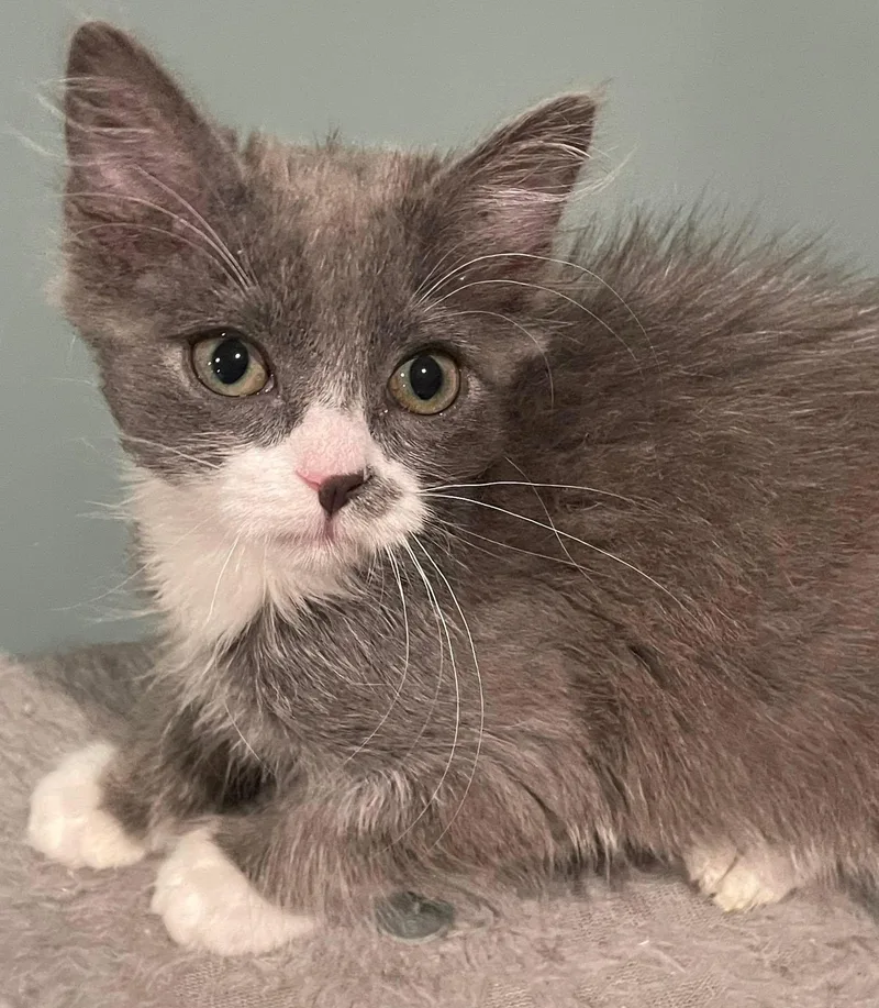 A baby medium-sized female Gray & White Domestic Medium Hair cat named Olive for adoption in Concord, NC