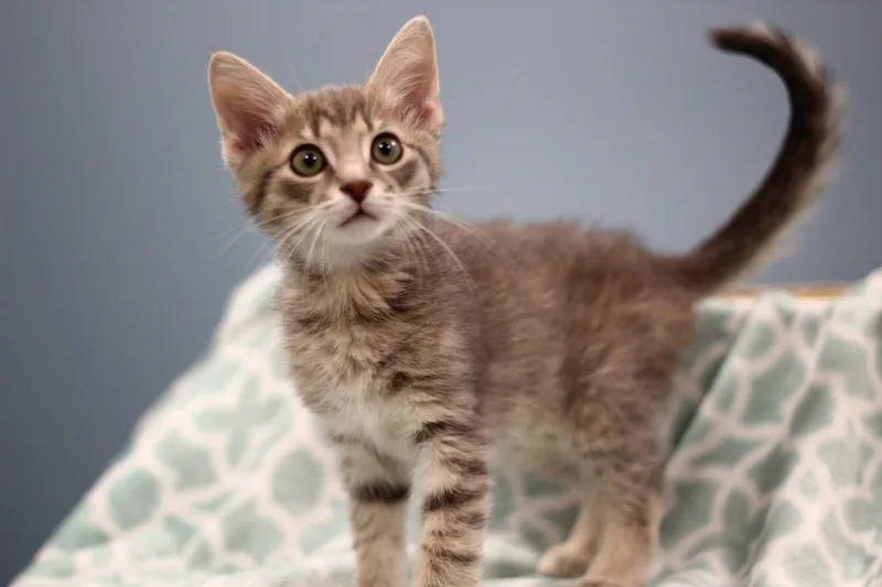 A baby small-sized male Domestic Short Hair cat named Dewberry for adoption in Toledo, OH