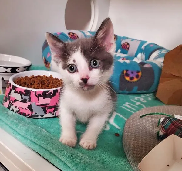 A young small-sized male Domestic Short Hair cat named Koda for adoption in Oceanside, CA