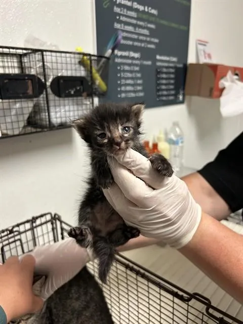 A baby small-sized female Domestic Short Hair cat named Opal for adoption in Bakersfield, CA