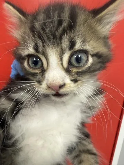 A young small-sized male Domestic Short Hair cat named B Jack for adoption in North Charleston, SC