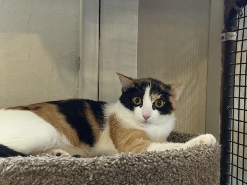 An adult medium-sized female Calico Domestic Short Hair cat named Caper for adoption in Marana, AZ