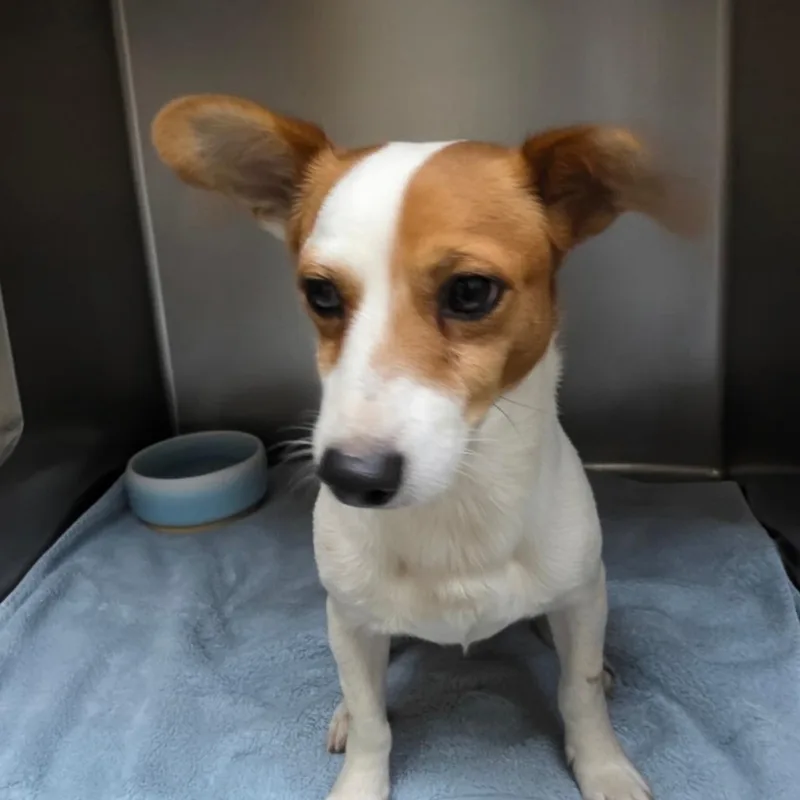 An adult small-sized male Brown / Chocolate Mixed Breed dog named Elliot for adoption in Auburn, AL