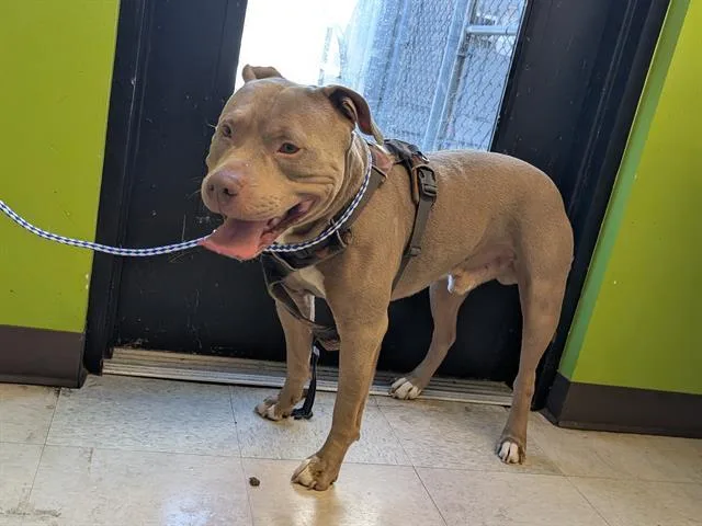 A young medium-sized male Pit Bull Terrier dog named Pierre for adoption in Kent, WA