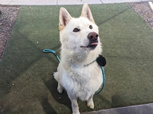 An adult large-sized male Husky dog named Timber for adoption in Mesa, AZ