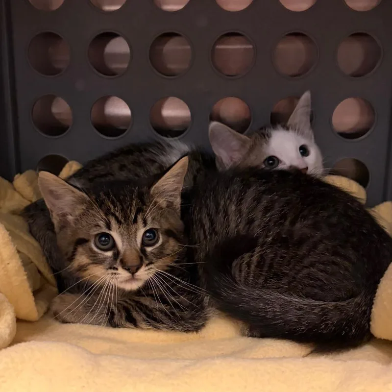 A baby small-sized male Gray / Blue / Silver Domestic Medium Hair cat named Muenster for adoption in Keizer, OR