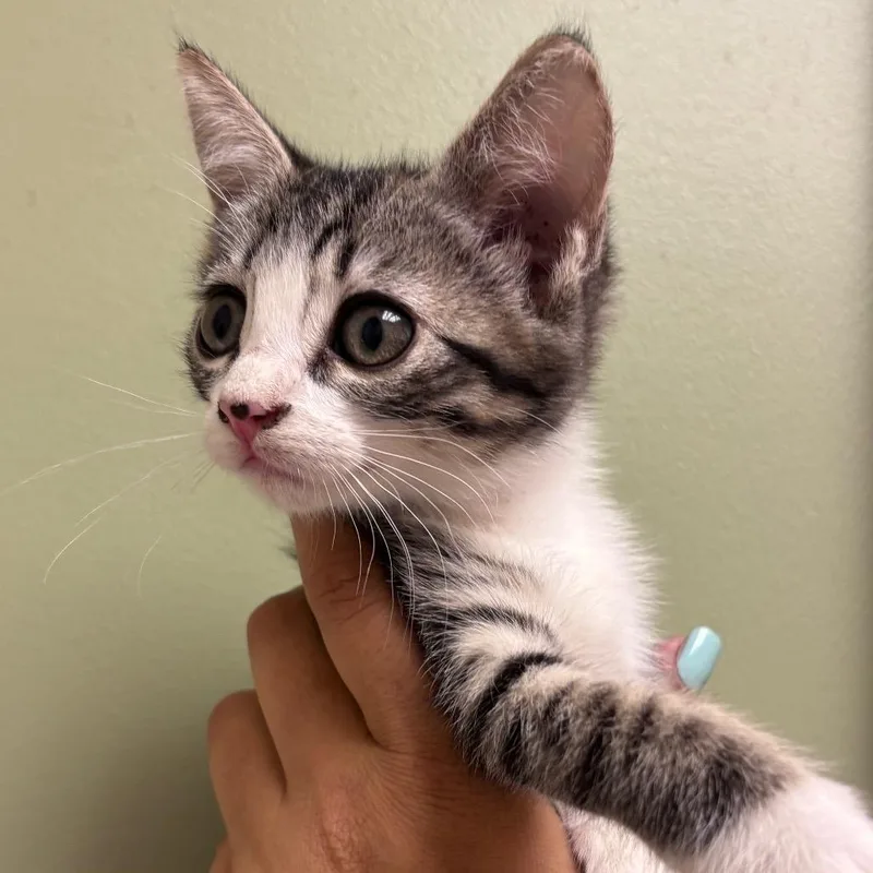 A baby small-sized female Gray / Blue / Silver Domestic Short Hair cat named Eemy Deemy Don for adoption in Santa Barbara, CA