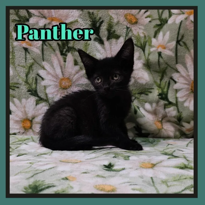 A baby small-sized female Domestic Short Hair cat named Panther for adoption in Jacksonville, IL