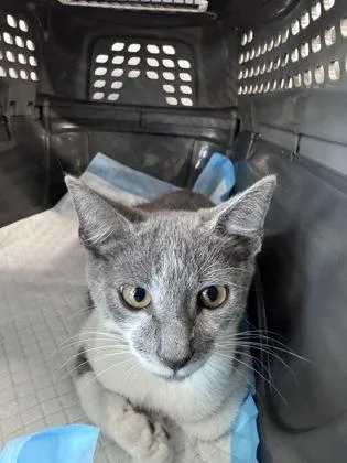 A baby small-sized male Domestic Short Hair cat named Rebelious for adoption in West Chester, PA