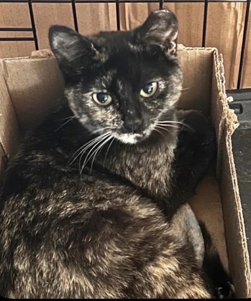A young medium-sized female Tortoiseshell cat named Teresa for adoption in Locust Grove, VA