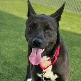 An adult medium-sized male Black Australian Kelpie dog named Roadrunner for adoption in Hope Mills, NC