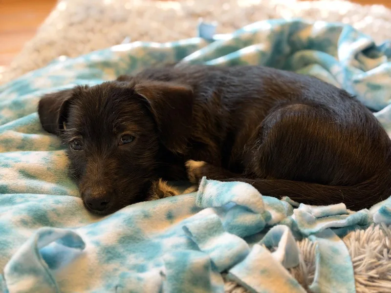 A baby medium-sized female Chihuahua dog named Fiona for adoption in Wheaton, IL