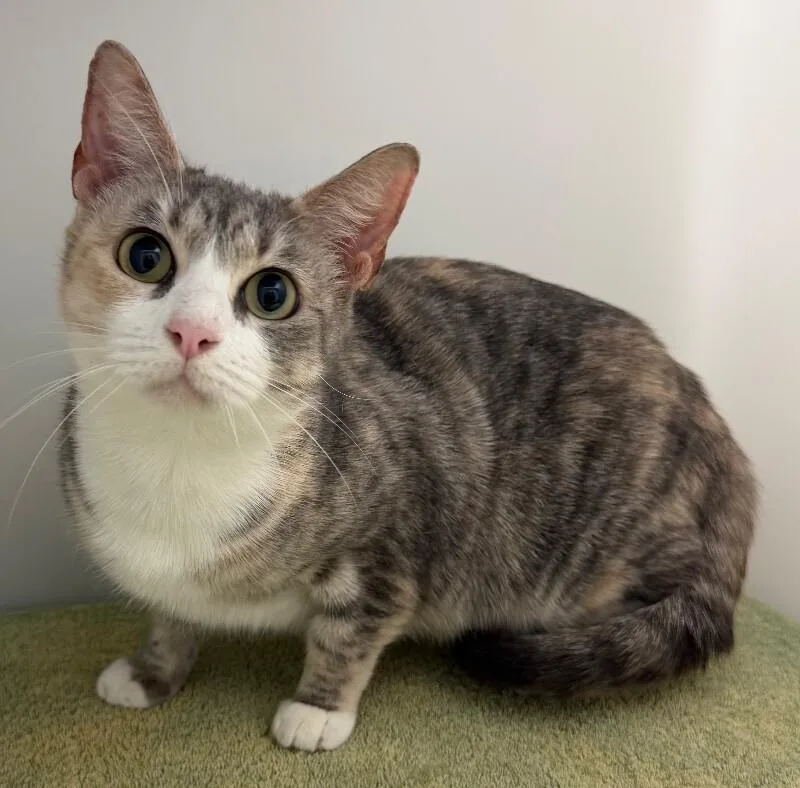 An adult medium-sized female Tortoiseshell Domestic Short Hair cat named Ember for adoption in Katy, TX