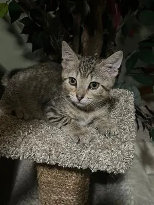A baby medium-sized male Tabby (Gray / Blue / Silver) Domestic Short Hair cat named Inspector Gadget for adoption in Mokena, IL