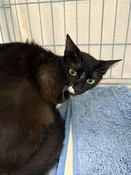 A baby small-sized female Domestic Short Hair cat named Elinor for adoption in Gainesville, FL
