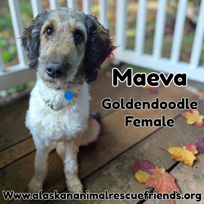 An adult large-sized female Standard Poodle dog named Maeva for adoption in Anchorage, AK