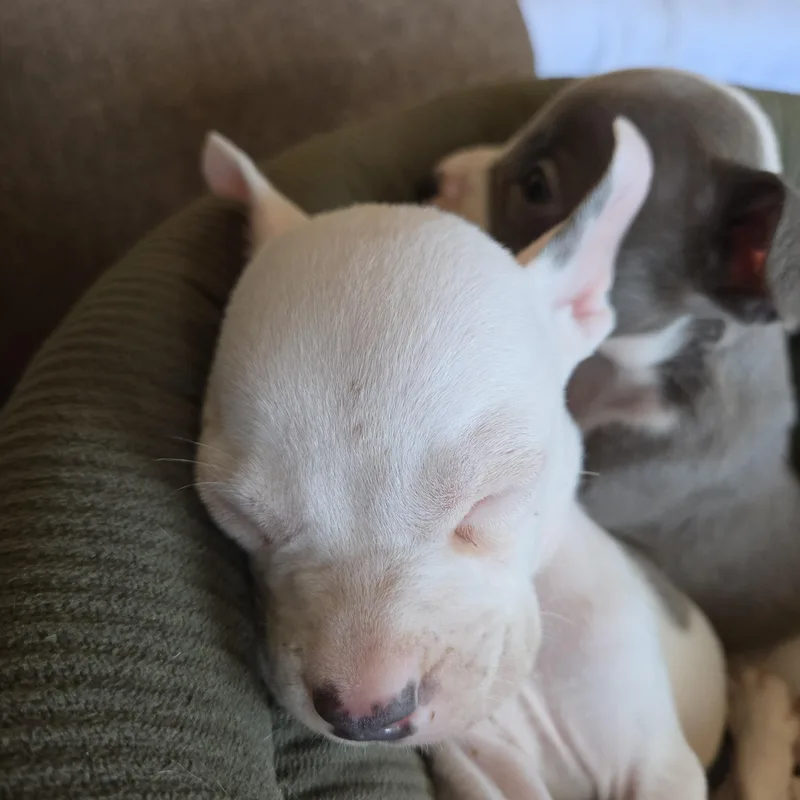A baby medium-sized female White / Cream Pit Bull Terrier dog named Ghost for adoption in Wyandotte, MI