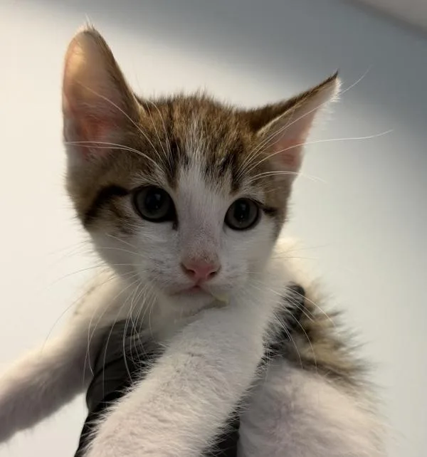 A baby small-sized male Domestic Short Hair cat named Rico for adoption in Oceanside, CA