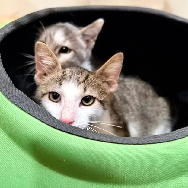 A young medium-sized male White Tabby cat named Miney Baby for adoption in Friendswood, TX