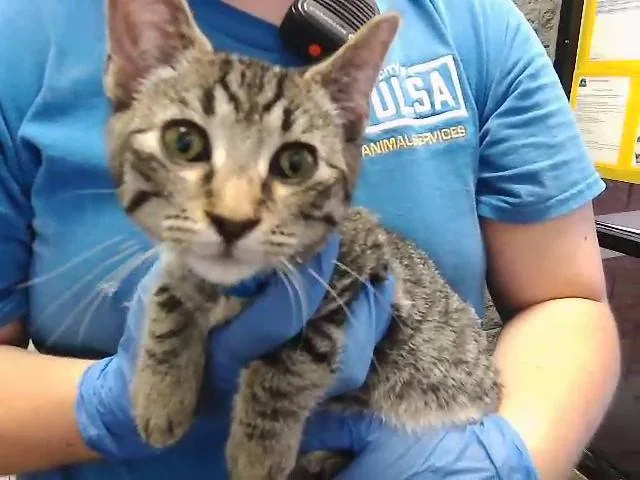 A baby small-sized male Domestic Short Hair cat named The Weekend for adoption in Tulsa, OK