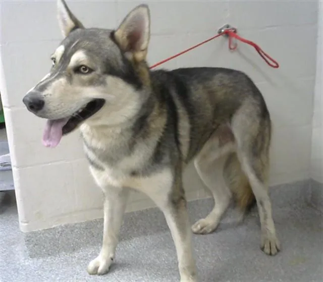 A young large-sized male Siberian Husky dog named Max for adoption in Pasadena, TX