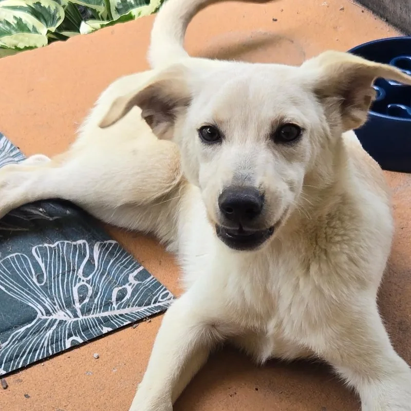 A young small-sized male Yellow / Tan / Blond / Fawn Mixed Breed dog named Butters for adoption in Charleston, WV
