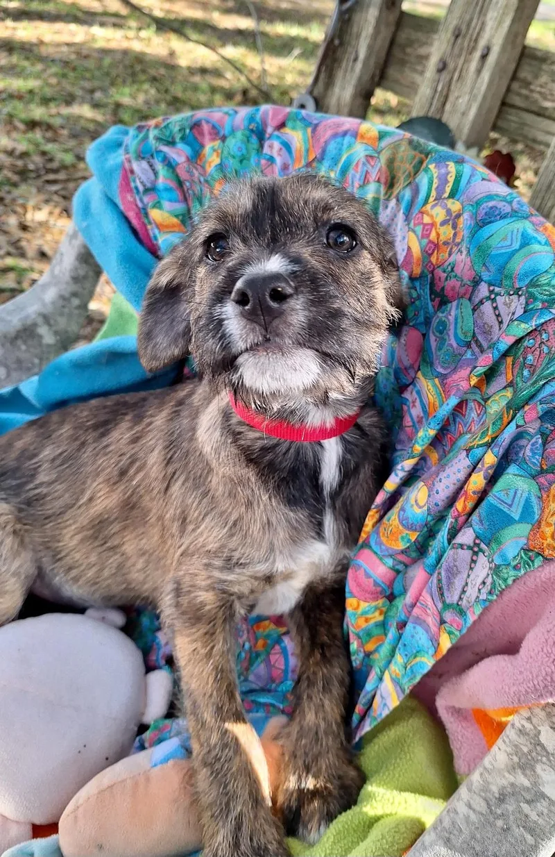 Goldina Mvt thumbnail 2