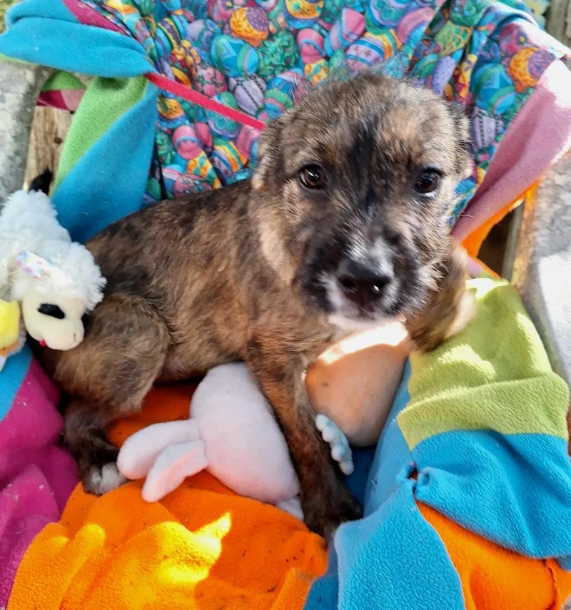 Goldina Mvt thumbnail 3