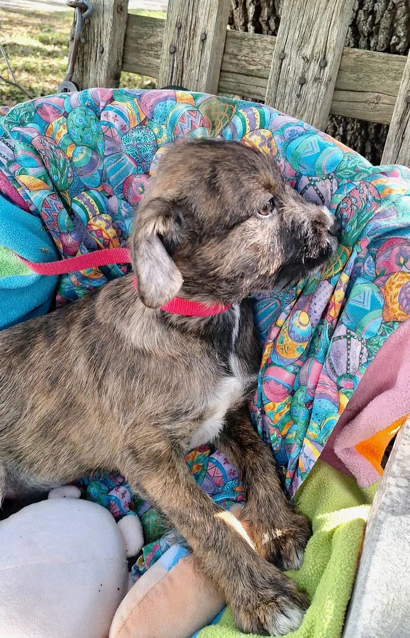 Goldina Mvt thumbnail 4