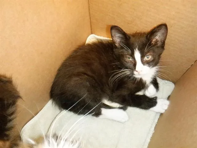 A baby small-sized male Domestic Short Hair cat named Felx for adoption in San Jose, CA